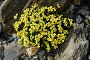 Draba oligosperma